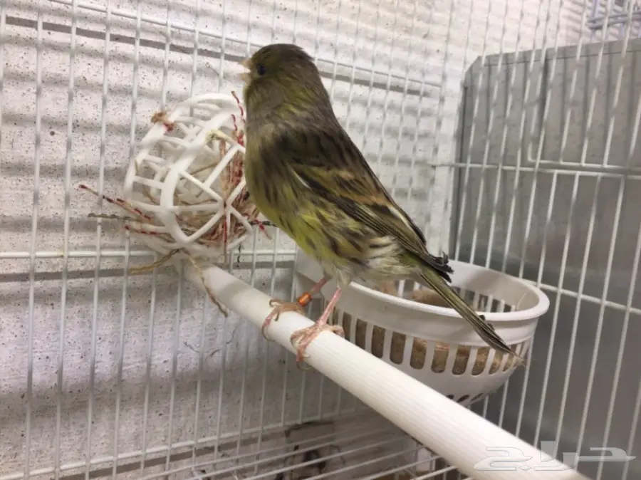 جوز كناري تمبرادو جاهز  (image 1)