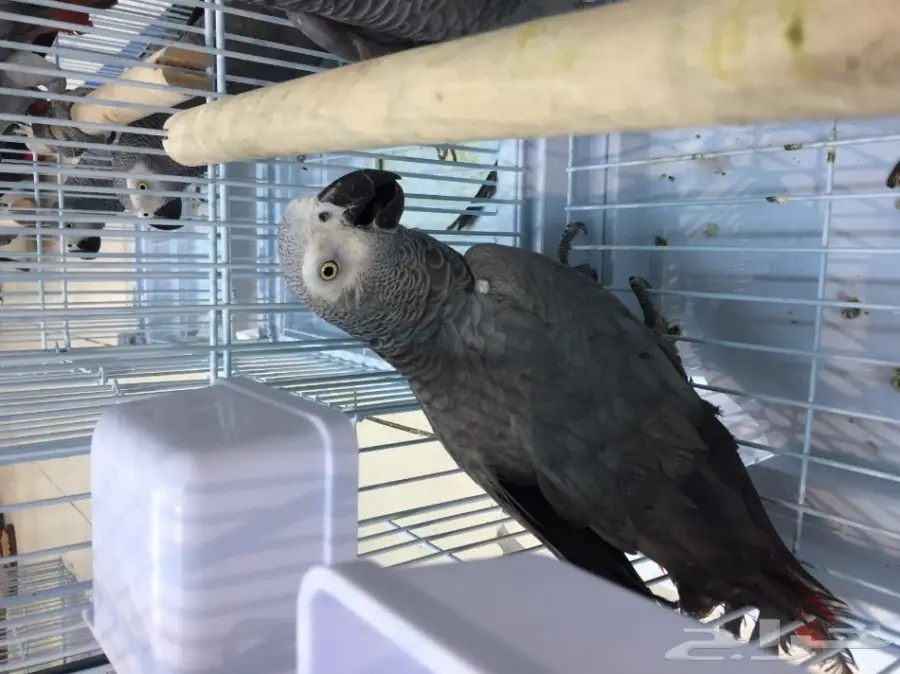 للبيع زوج كاسكو بشهاداته (image 2)