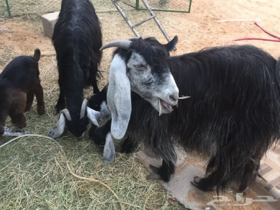 للبيع غنم معزاء ببريده 