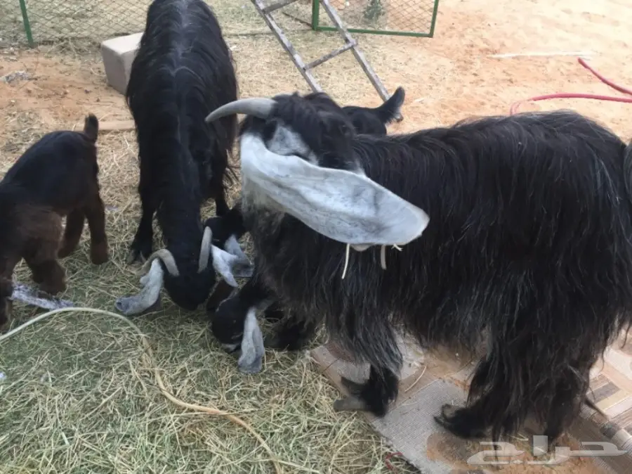 للبيع غنم معزاء ببريده  (image 1)