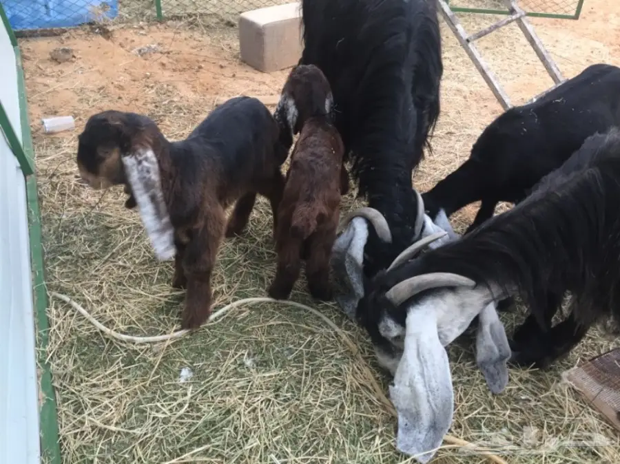 للبيع غنم معزاء ببريده  (image 2)