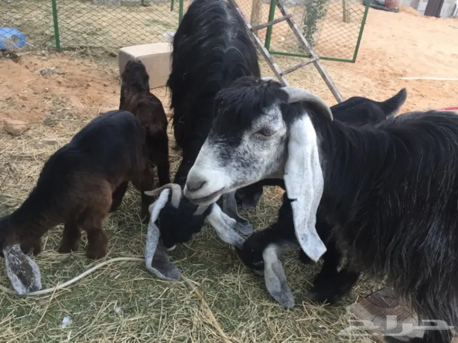 للبيع غنم معزاء ببريده  (image 3)