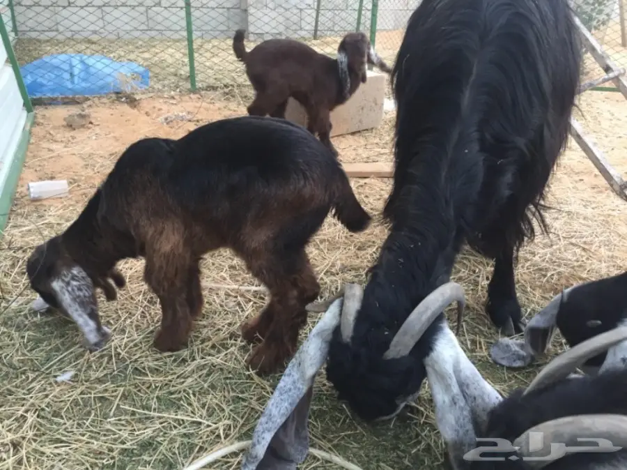 للبيع غنم معزاء ببريده  (image 4)