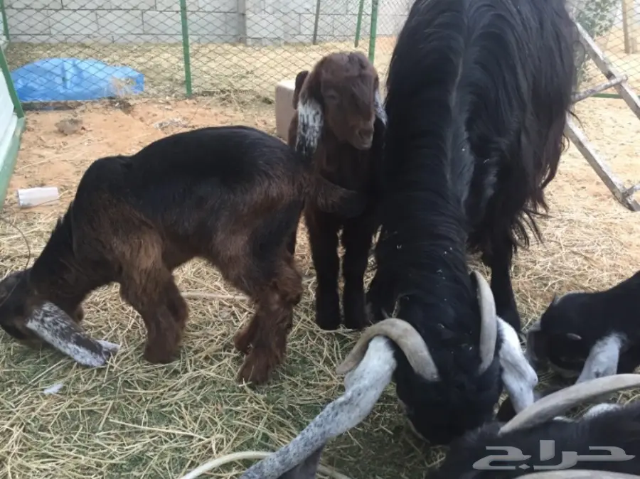 للبيع غنم معزاء ببريده  (image 5)