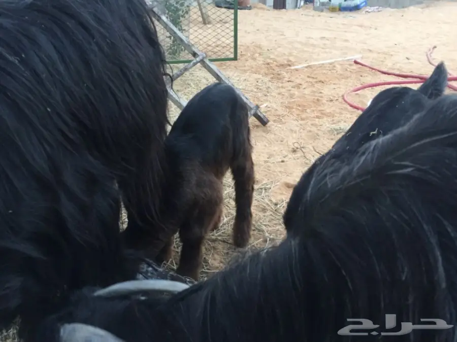 للبيع غنم معزاء ببريده  (image 6)