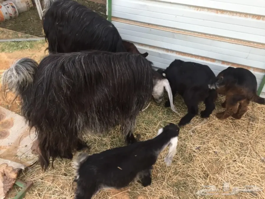 للبيع غنم معزاء ببريده  (image 7)