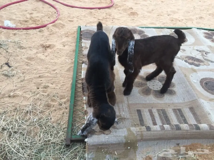 للبيع غنم معزاء ببريده  (image 8)