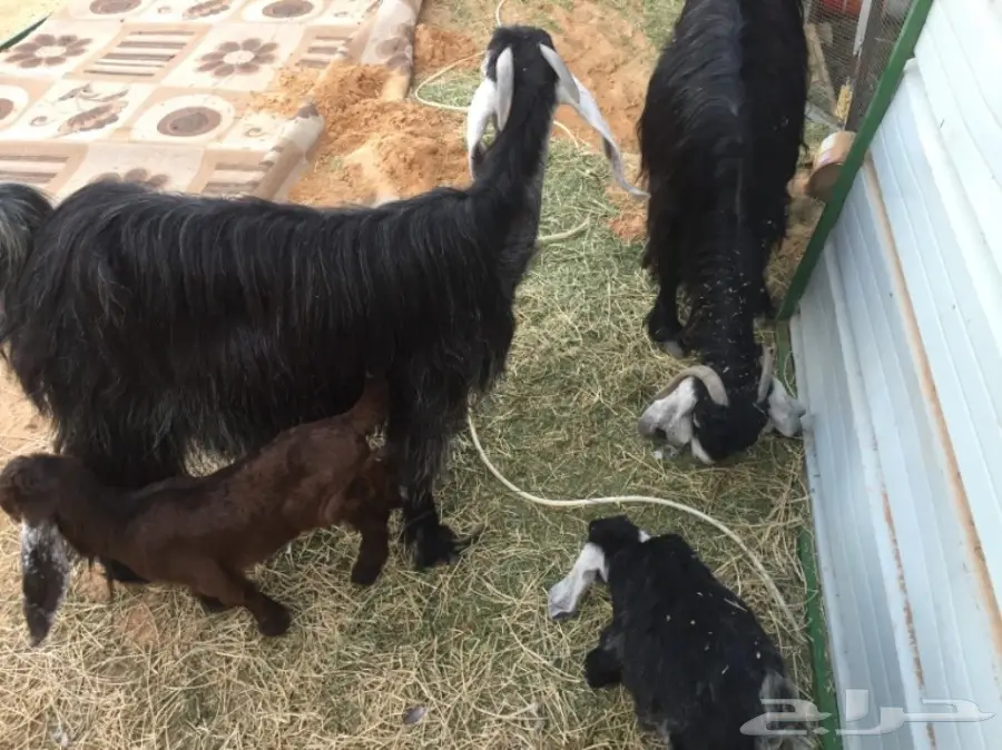 للبيع غنم معزاء ببريده  (image 9)