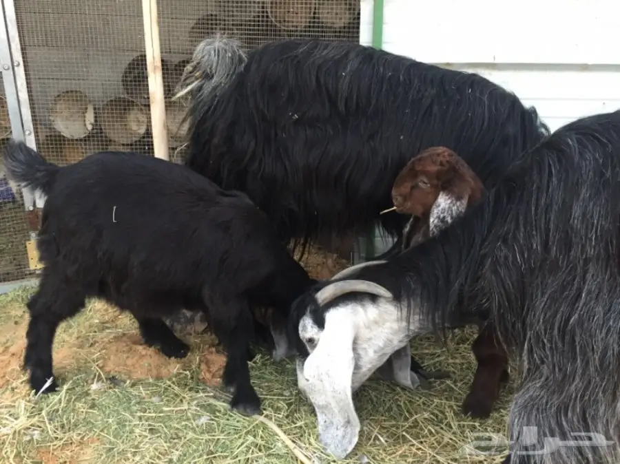 للبيع غنم معزاء ببريده  (image 10)