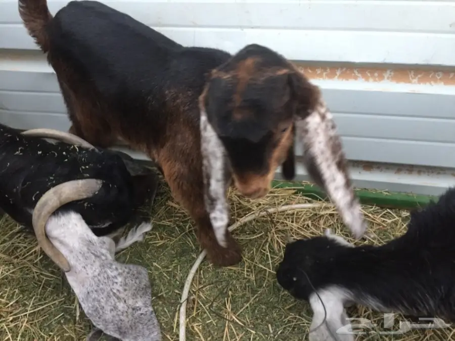 للبيع غنم معزاء ببريده  (image 11)