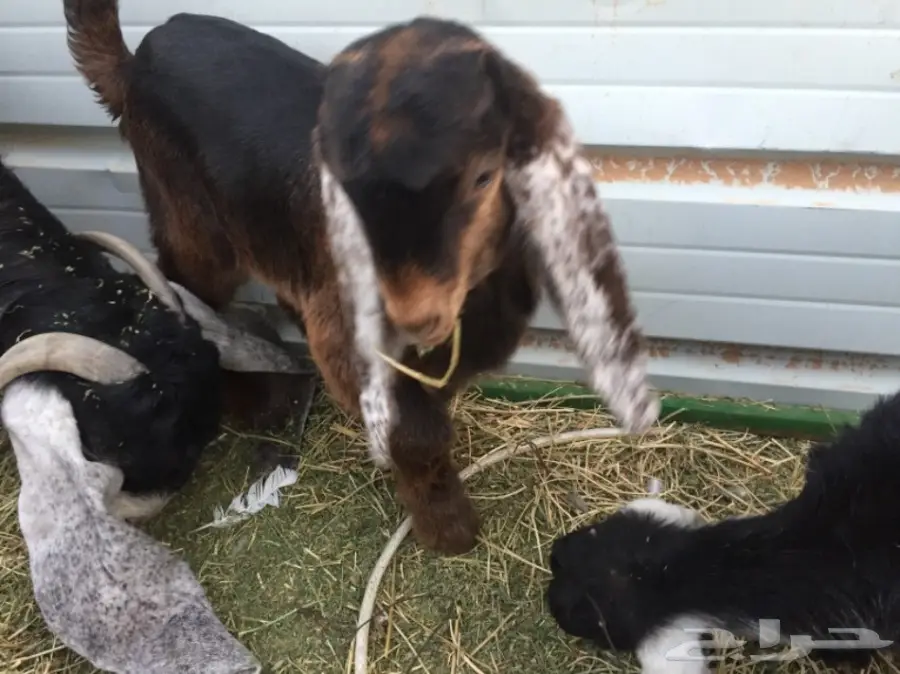 للبيع غنم معزاء ببريده  (image 12)