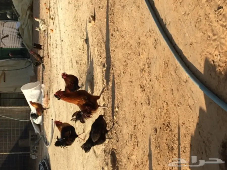 دجاج بياض (image 1)