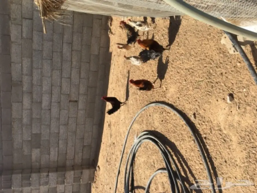 دجاج بياض (image 2)