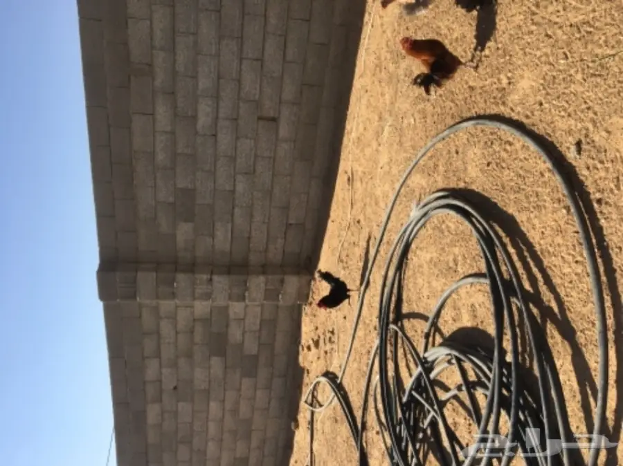 دجاج بياض (image 3)