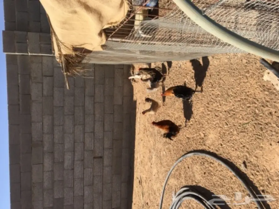 دجاج بياض (image 4)