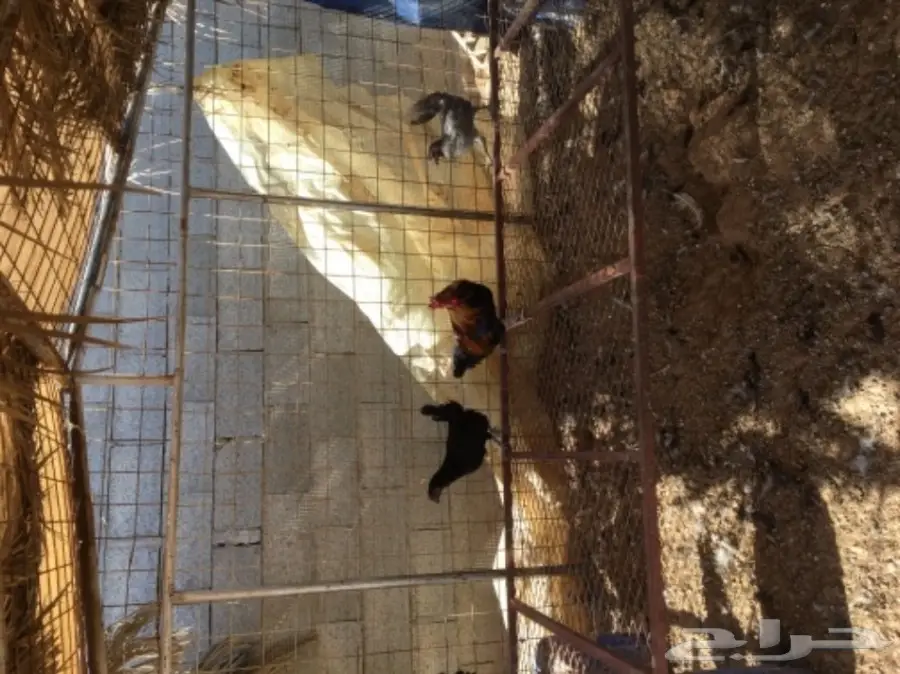 دجاج بياض (image 5)