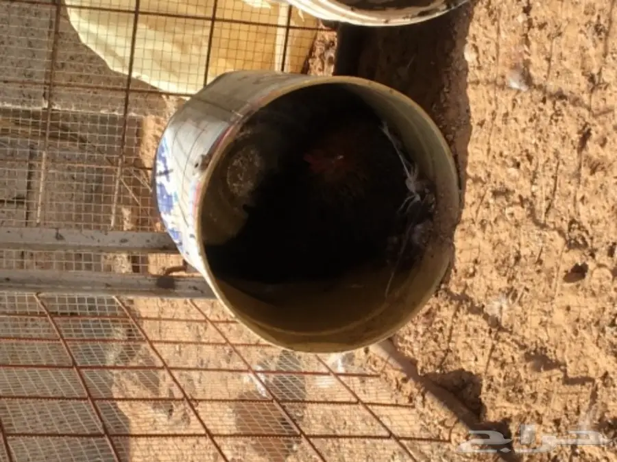 دجاج بياض (image 6)