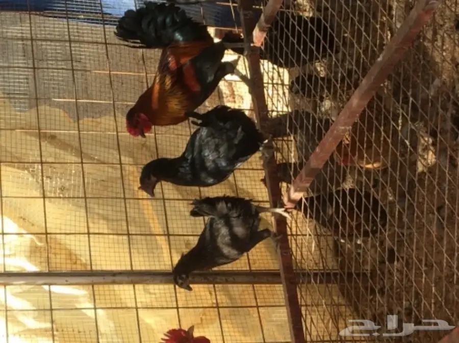 دجاج بياض (image 7)