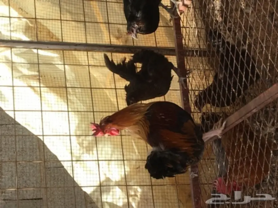 دجاج بياض (image 8)