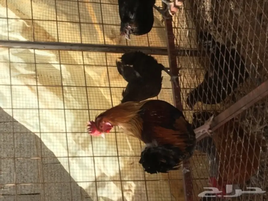 دجاج بياض (image 9)