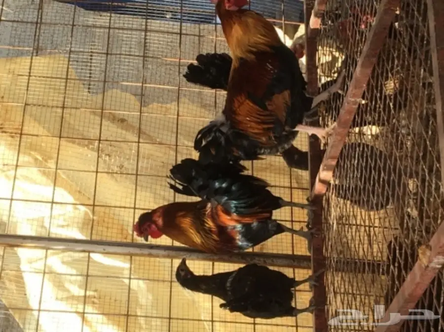 دجاج بياض (image 10)