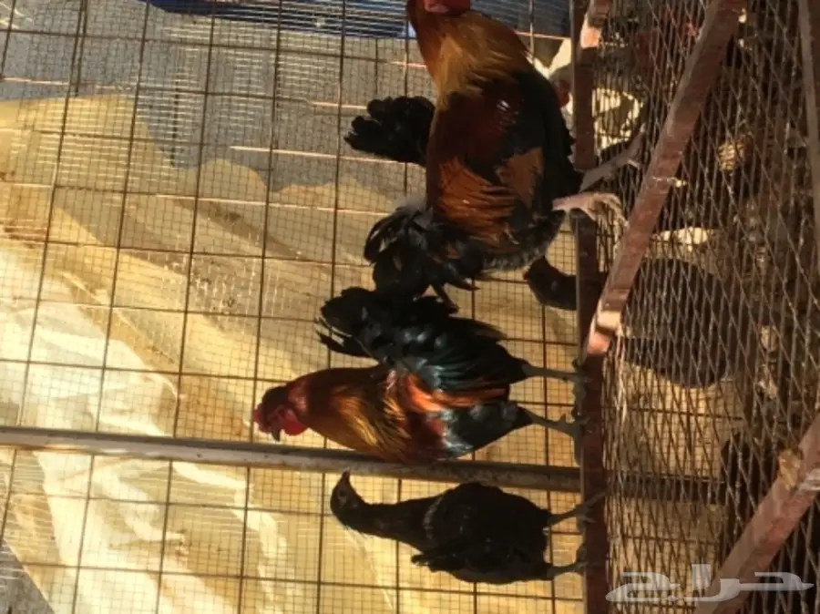 دجاج بياض (image 11)