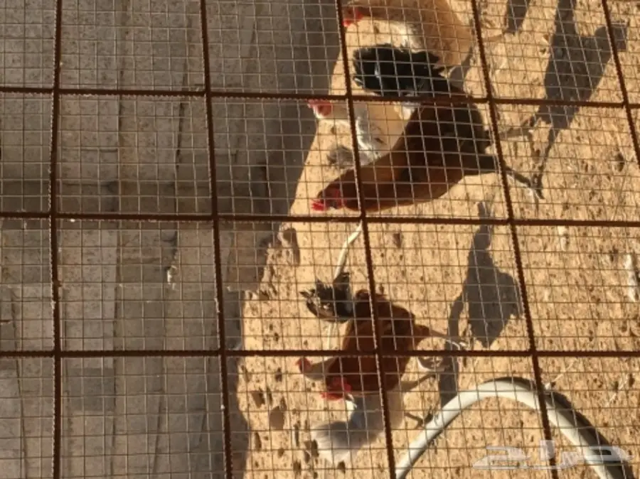 دجاج بياض (image 12)