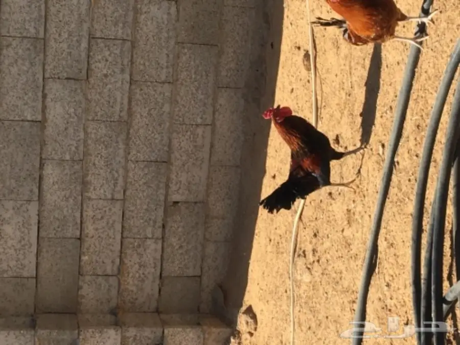 دجاج بياض (image 13)