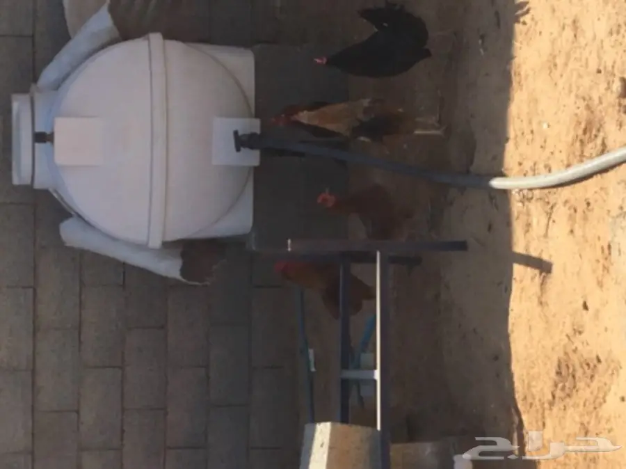 دجاج بياض (image 14)