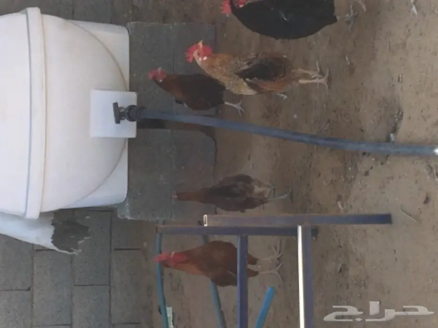 دجاج بياض (image 15)