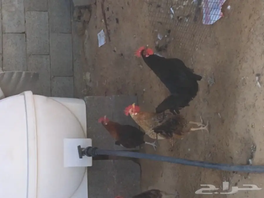 دجاج بياض (image 16)