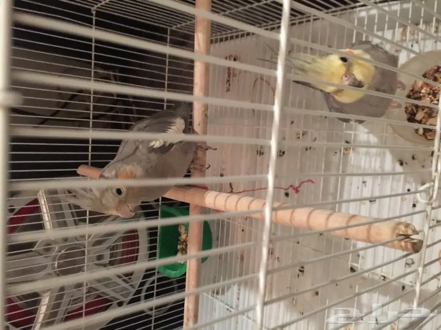 كروان للبيع  (image 2)