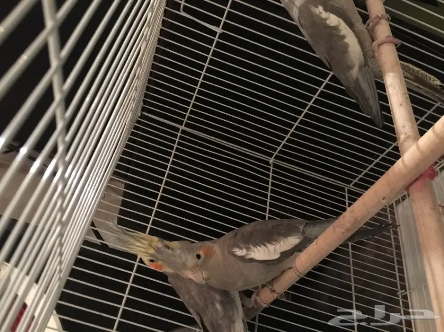 كروان للبيع  (image 5)