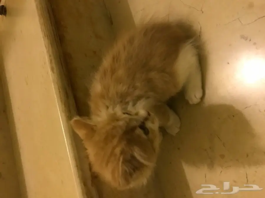 قطه امريكيه شيرازيه للبيع عمرها 3 شهور