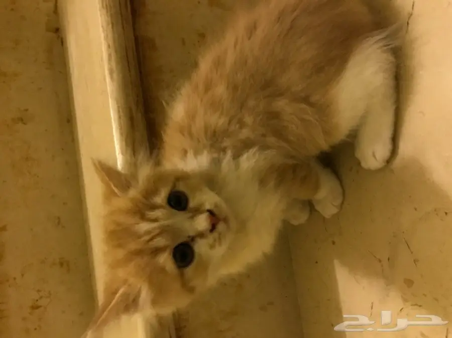 قطه امريكيه شيرازيه للبيع عمرها 3 شهور (image 1)