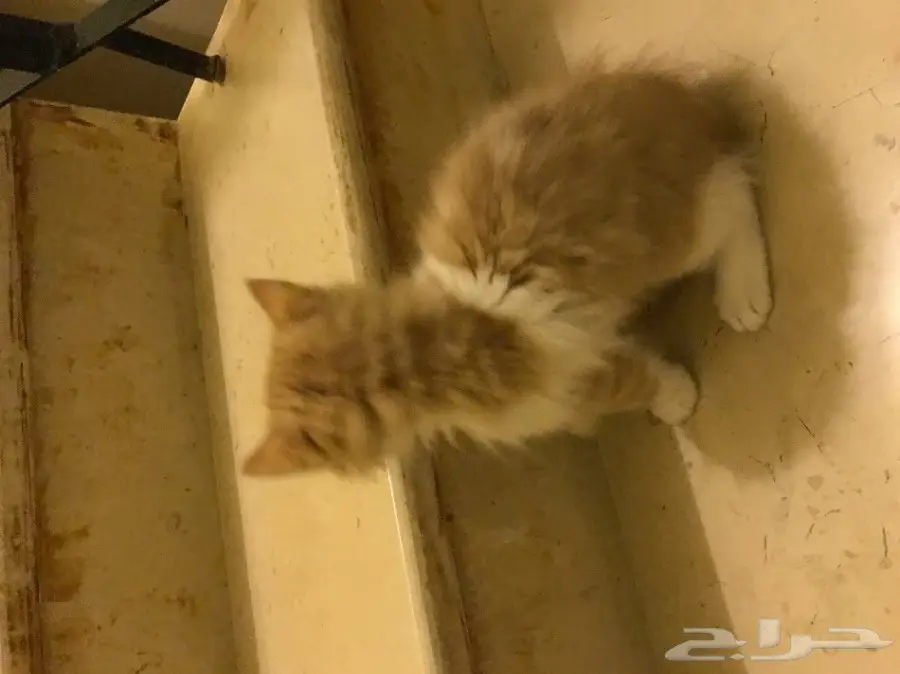 قطه امريكيه شيرازيه للبيع عمرها 3 شهور (image 2)