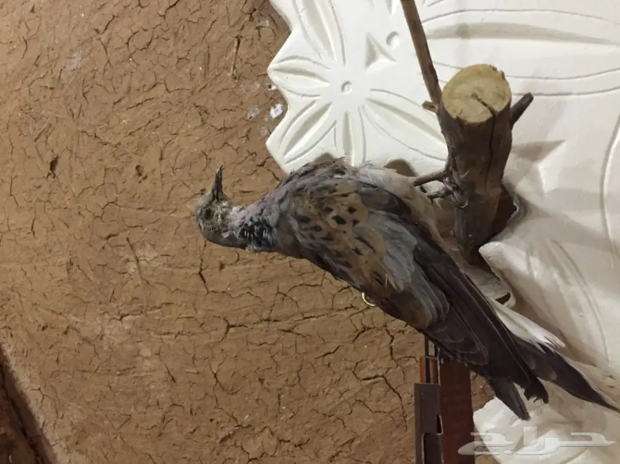 للبيع: طيور محنطة مميزة - فرصة لا تُفوّت! (image 1)