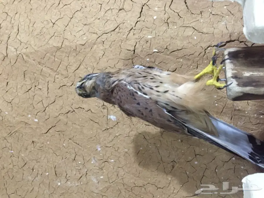 للبيع: طيور محنطة مميزة - فرصة لا تُفوّت! (image 2)