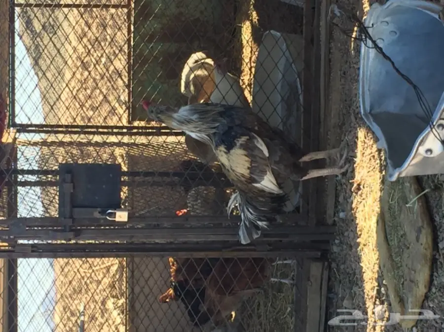 ديك باكستاني سندي  (image 1)