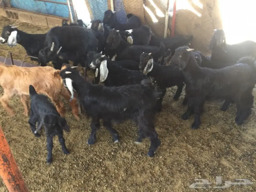 للبيع: مجموعة من الماعز المشقوقة - فرصة ذهبية! (image 3)