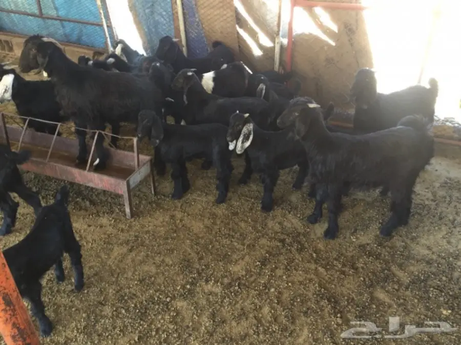 للبيع: مجموعة من الماعز المشقوقة - فرصة ذهبية! (image 4)