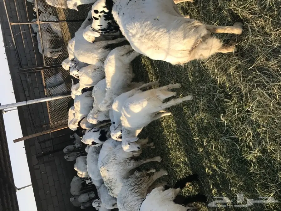 غنم حرش للبيع 70 