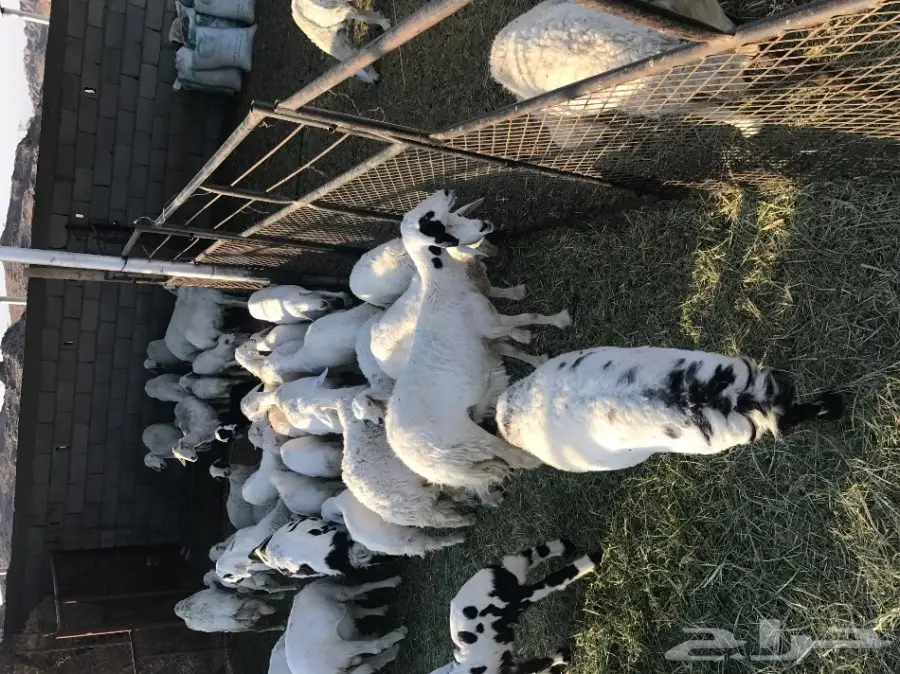 غنم حرش للبيع 70  (image 5)