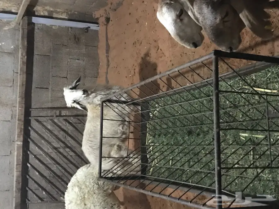 طلي نجدي جبر  (image 1)