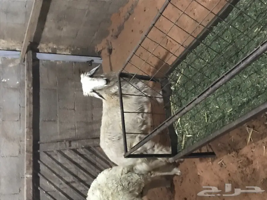 طلي نجدي جبر  (image 2)