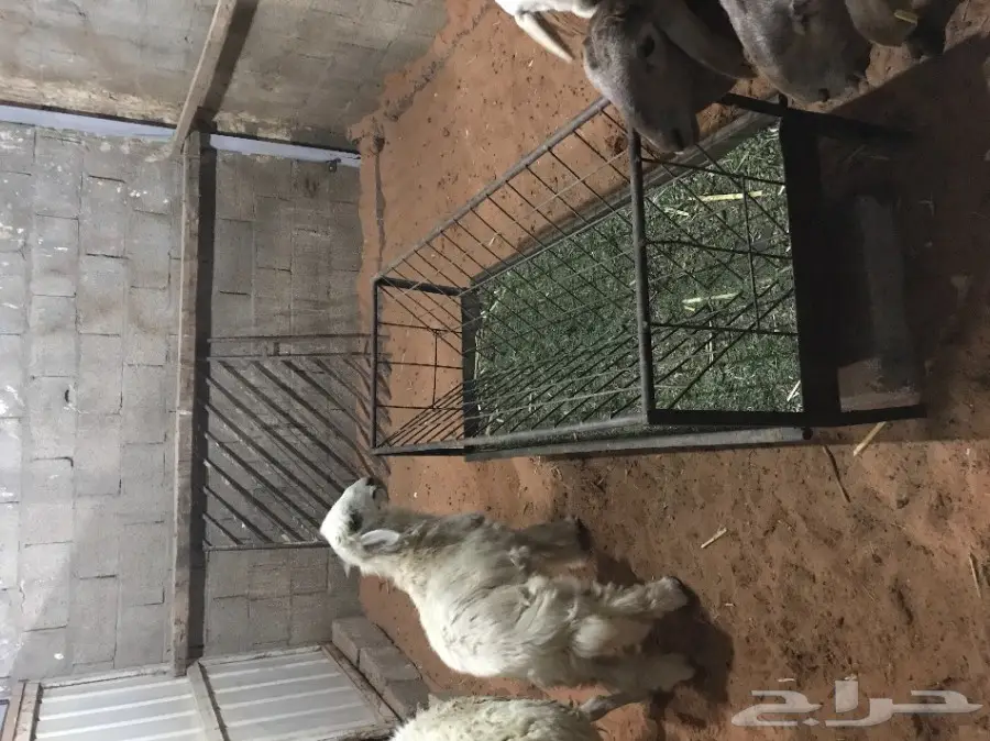 طلي نجدي جبر  (image 3)