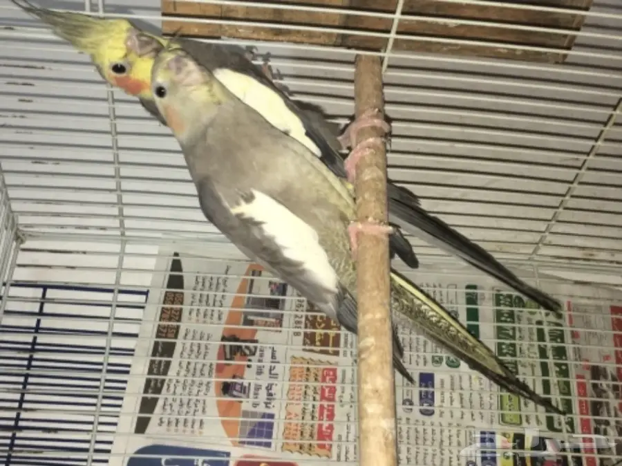 زوج كروان بفروخه  (image 1)