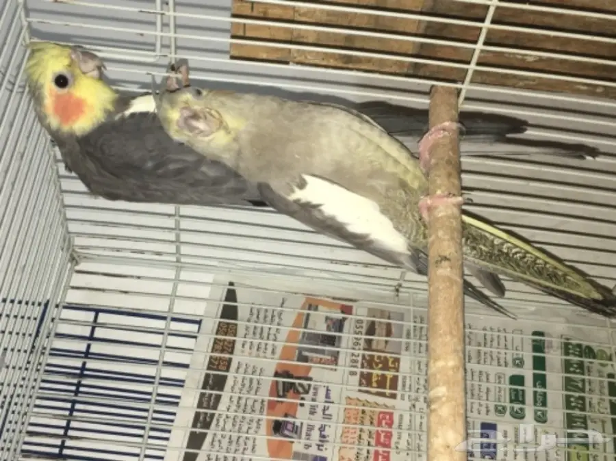 زوج كروان بفروخه  (image 3)