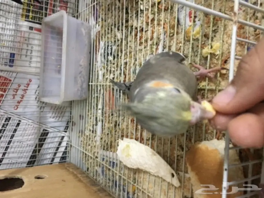 زوج كروان بفروخه  (image 5)