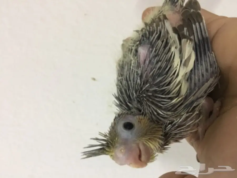 زوج كروان بفروخه  (image 7)